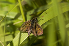 Thymelicus acteon