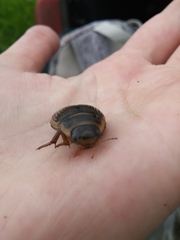 Dytiscus alaskanus