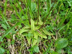 Pinguicula alpina