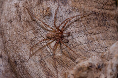 Tegenaria carensis