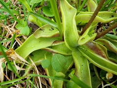 Pinguicula alpina