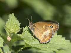 Pyronia tithonus