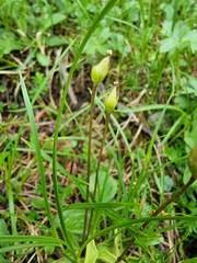 Pinguicula alpina