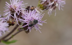 Stelis punctulatissima