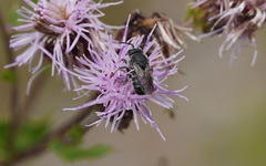 Stelis punctulatissima