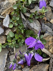 Viola cenisia
