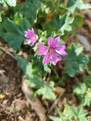 Malva sylvestris