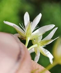 Stellaria crassifolia