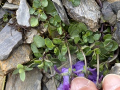 Viola cenisia