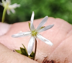 Stellaria crassifolia