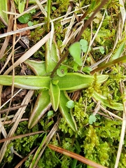 Pinguicula alpina