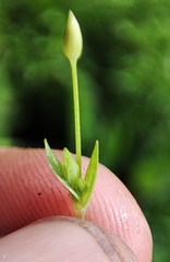 Stellaria crassifolia