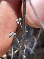 Eriogonum nidularium