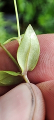 Stellaria crassifolia