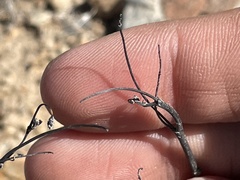 Eriogonum nidularium