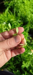 Stellaria crassifolia