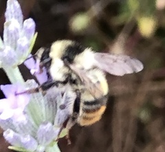 Bombus lapidarius decipiens
