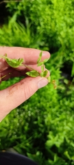 Stellaria crassifolia
