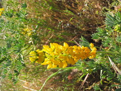 Lupinus luteolus