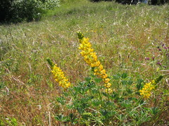 Lupinus luteolus