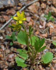 Ranunculus inamoenus