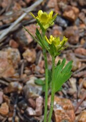 Ranunculus inamoenus