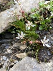 Micranthes stellaris