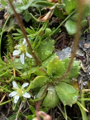 Micranthes stellaris