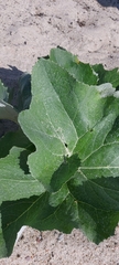 Petasites spurius