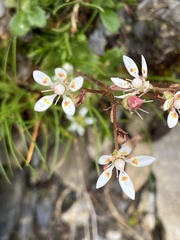 Micranthes stellaris