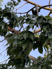 Ceiba speciosa