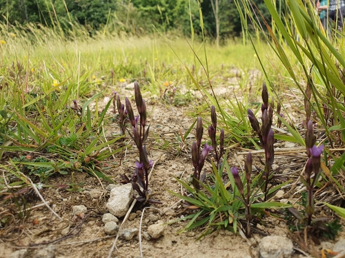 early gentian (Gentianella anglica)