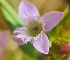 Gentianella anglica