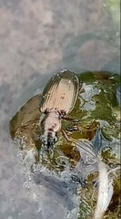 Bembidion punctulatum