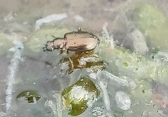 Bembidion punctulatum