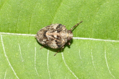 Issus muscaeformis
