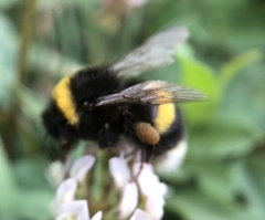 Bombus