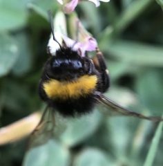 Bombus