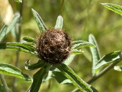 Centaurea nemoralis