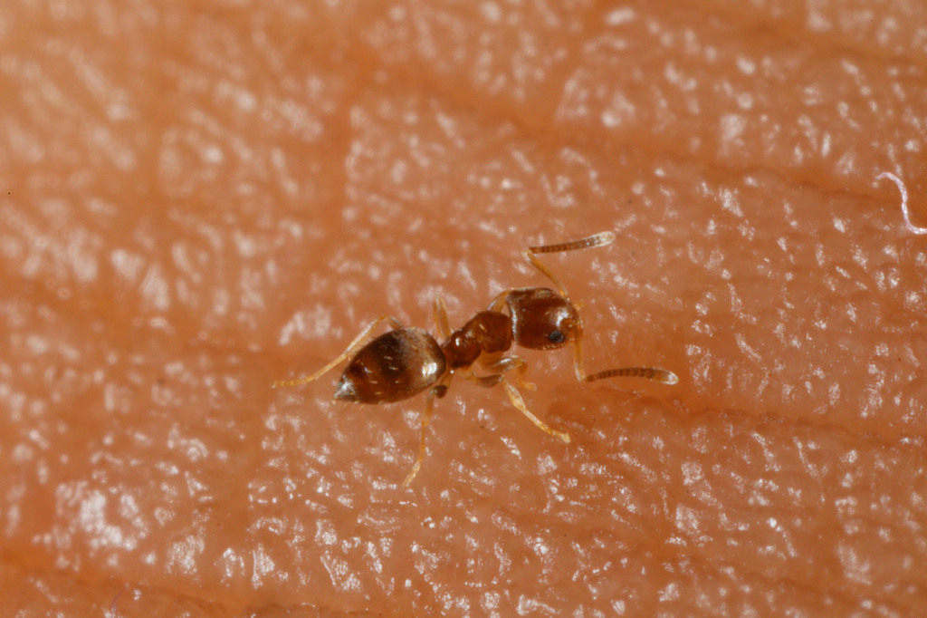 Plagiolepis lucidula