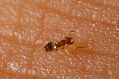 Plagiolepis lucidula