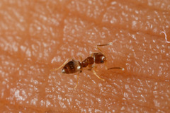 Plagiolepis lucidula