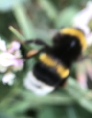 Bombus