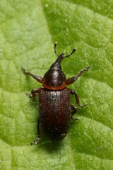Mecinus collaris