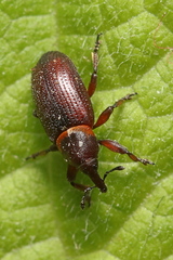 Mecinus collaris