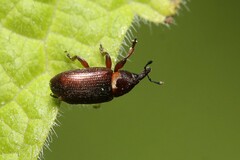 Mecinus collaris