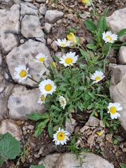 Leucanthemum halleri