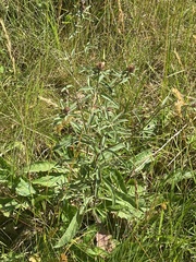 Centaurea nemoralis
