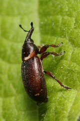 Mecinus collaris