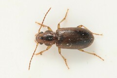 Dicheirotrichus gustavii